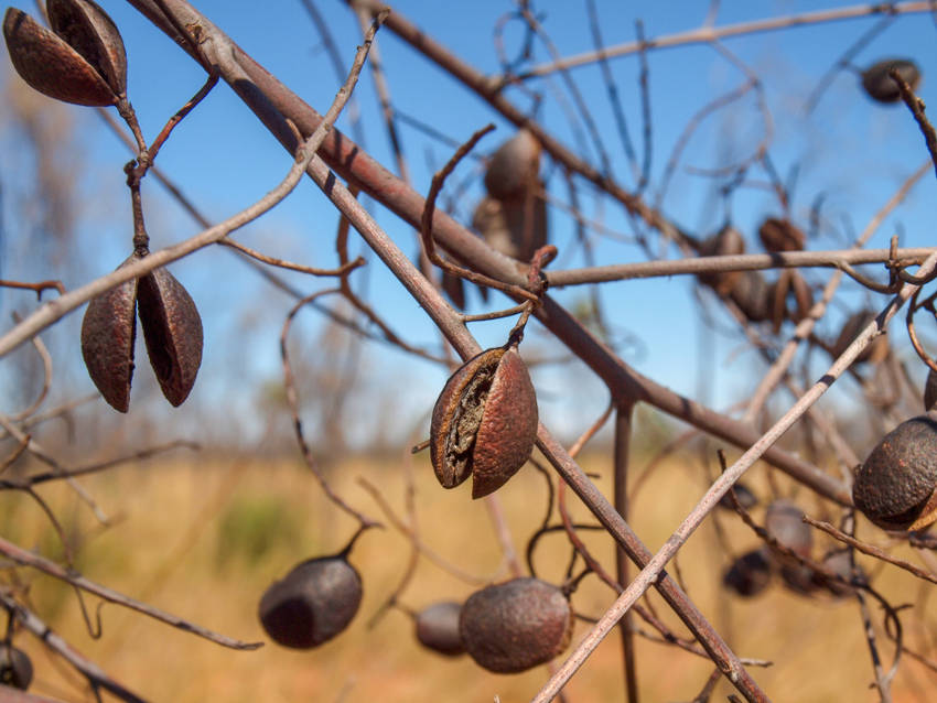 Seed pods after fire